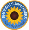 Rhossili Sunflowers